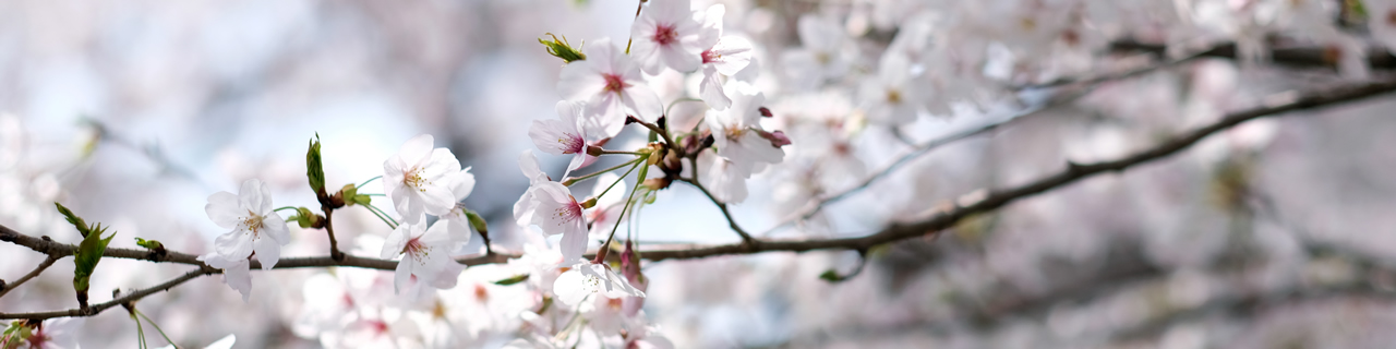 写真：4月の桜